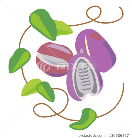 A simple design of Akebia fruit, leaves and vines 136686857