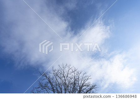 Winter sky, clouds and trees 136686948
