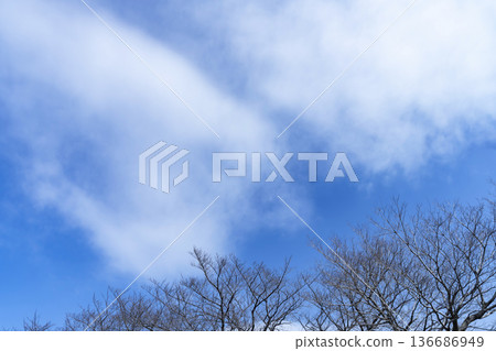 冬日的天空、雲彩和樹木 冬日的天空、雲彩和樹木 136686949