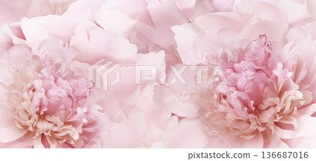 Pink peony flower  on white isolated background with clipping path. Closeup. For design. Nature. 136687016