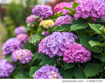 Purple and pink hydrangeas blooming during the rainy season Purple and pink hydrangeas blooming during the rainy season 136687304