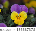 viola flower closeup 136687378
