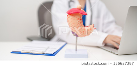 Doctor with Gastric anatomy model. Gastroenterologist consultation, stomach diseases and ulcers, November stomach cancer, Gastroesophageal Reflux Disease, GERD, Acid reflux and healthcare medical 136687397