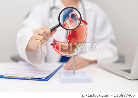 Doctor with Gastric anatomy model. Gastroenterologist consultation, stomach diseases and ulcers, November stomach cancer, Gastroesophageal Reflux Disease, GERD, Acid reflux and healthcare medical 136687400