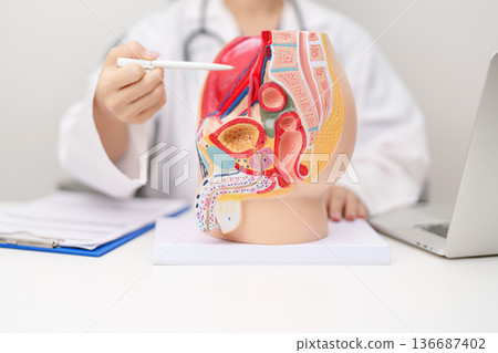 Doctor with Male Reproductive System anatomy model. Male consultation, Prostate Cancer, Enlarged prostate, Prostatitis disease, Male Infertility, Erectile dysfunction, Penis and Male genital disorder 136687402