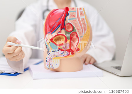 Doctor with Male Reproductive System anatomy model. Male consultation, Prostate Cancer, Enlarged prostate, Prostatitis disease, Male Infertility, Erectile dysfunction, Penis and Male genital disorder 136687403