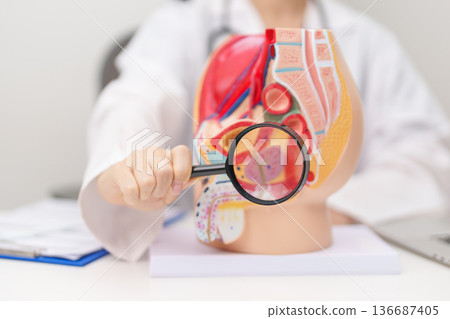 Doctor with Male Reproductive System anatomy model. Male consultation, Prostate Cancer, Enlarged prostate, Prostatitis disease, Male Infertility, Erectile dysfunction, Penis and Male genital disorder 136687405