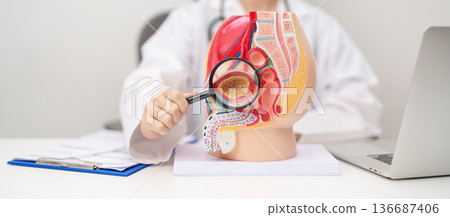 Doctor with Male Reproductive System anatomy model. Male consultation, Prostate Cancer, Enlarged prostate, Prostatitis disease, Male Infertility, Erectile dysfunction, Penis and Male genital disorder 136687406