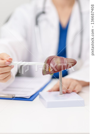 Doctor with human Liver anatomy model. Liver cancer and Tumor, Jaundice, Viral Hepatitis A, B, C, D, E, Cirrhosis, Failure, Enlarged, Hepatic Encephalopathy, Ascites Fluid in Belly and health concept 136687408