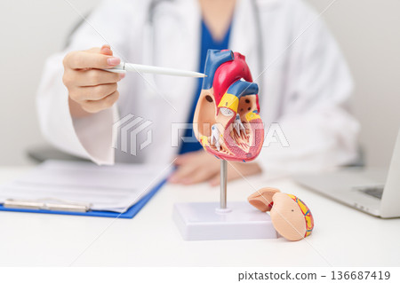 Doctor with human Heart anatomy model. Cardiovascular Diseases, Atherosclerosis, Hypertensive Heart, Valvular Heart, Aortopulmonary window, world Heart day and health concept Doctor with human Heart anatomy model. Cardiovascular Diseases, Atherosclerosis, Hypertensive Heart, Valvular Heart, Aortopulmonary window, world Heart day and health concept 136687419