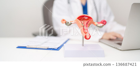 Doctor with Uterus and Ovaries anatomy model. Ovarian and Cervical cancer, Cervix disorder, Endometriosis, Hysterectomy, Uterine fibroids, Reproductive system, Pregnancy and health concept Doctor with Uterus and Ovaries anatomy model. Ovarian and Cervical cancer, Cervix disorder, Endometriosis, Hysterectomy, Uterine fibroids, Reproductive system, Pregnancy and health concept 136687421
