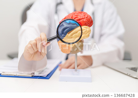 Doctor with human Brain anatomy model. World Brain Tumor day, Brain Stroke, Dementia, alzheimer, parkinson, mental health,  neurological disorders and Dementia concept 136687428