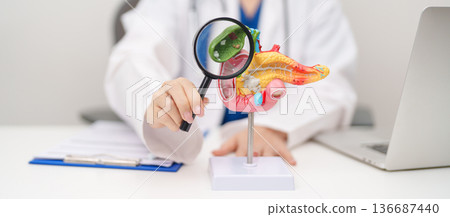 Doctor with human Pancreatitis anatomy model with Pancreas, Gallbladder, Bile Duct, Duodenum, Small intestine. Pancreatic cancer, Acute and Chronic pancreatitis, Digestive system and Health concept 136687440