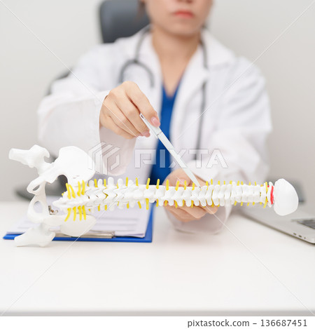 Doctor with human Spine anatomy model. Spinal Cord Disorder and disease, Back pain, Lumbar, Sacral pelvis, Cervical neck, Thoracic, Coccyx, Orthopedist, chiropractic, Office Syndrome and health 136687451