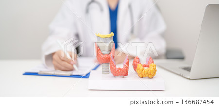 Doctor with human Thyroid anatomy model. Hyperthyroidism, Hypothyroidism, Hashimoto Thyroiditis, Thyroid Tumor and Cancer, Postpartum, Papillary Carcinoma and Health concept Doctor with human Thyroid anatomy model. Hyperthyroidism, Hypothyroidism, Hashimoto Thyroiditis, Thyroid Tumor and Cancer, Postpartum, Papillary Carcinoma and Health concept 136687454