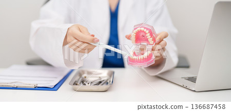 Dentist with tooth Anatomy model. Oral Teeth and disease, Scrape off tartar. March Oral health, Dentist Day, False Teeth. Toothache and Children Dental Health Month and Orthodontic Health Day 136687458