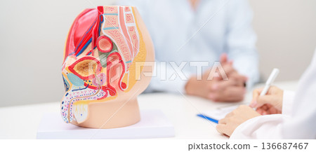 Doctor with Male Reproductive System anatomy model. Male consultation, Prostate Cancer, Enlarged prostate, Prostatitis disease, Male Infertility, Erectile dysfunction, Penis and Male genital disorder 136687467