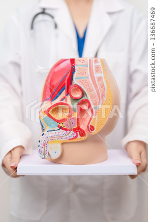 Doctor with Male Reproductive System anatomy model. Male consultation, Prostate Cancer, Enlarged prostate, Prostatitis disease, Male Infertility, Erectile dysfunction, Penis and Male genital disorder Doctor with Male Reproductive System anatomy model. Male consultation, Prostate Cancer, Enlarged prostate, Prostatitis disease, Male Infertility, Erectile dysfunction, Penis and Male genital disorder 136687469