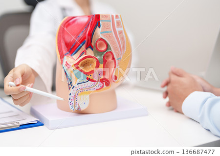 Doctor with Male Reproductive System anatomy model. Male consultation, Prostate Cancer, Enlarged prostate, Prostatitis disease, Male Infertility, Erectile dysfunction, Penis and Male genital disorder 136687477
