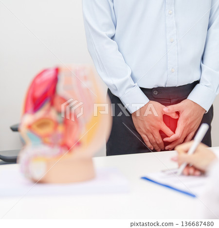 Doctor with Male Reproductive System anatomy model. Male consultation, Prostate Cancer, Enlarged prostate, Prostatitis disease, Male Infertility, Erectile dysfunction, Penis and Male genital disorder 136687480