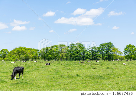 Cows grazing on a ranch (image) Cows grazing on a ranch (image) 136687486