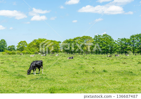 Cows grazing on a ranch (image) Cows grazing on a ranch (image) 136687487