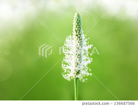 White plantain flower close up on a green background. Medicinal herbs. White plantain flower close up on a green background. Medicinal herbs. 136687566
