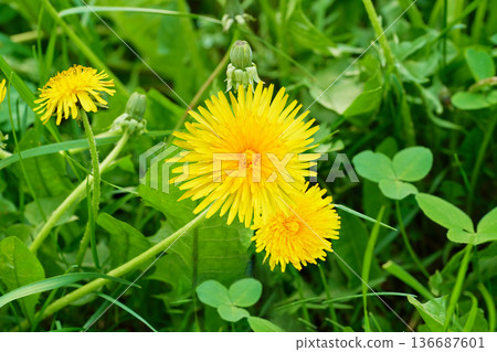 Yellow dandelions bloom in green grass. Spring bright, meadow background. Nature. Yellow dandelions bloom in green grass. Spring bright, meadow background. Nature. 136687601