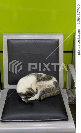 Charming and chubby cat playfully exploring the outdoors, with fluffy fur and a curious expression. Full of energy and joy, perfect for cat lovers who enjoy watching playful, happy moments! 136687769