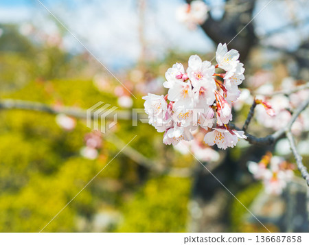 Cherry blossoms blooming in the spring sunshine Cherry blossoms blooming in the spring sunshine 136687858