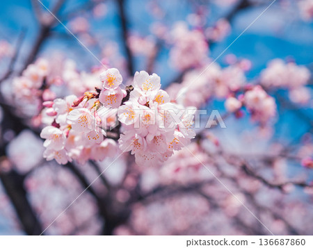 採取春天陽光的佐倉 136687860