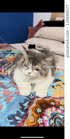 Charming and chubby cat playfully exploring the outdoors, with fluffy fur and a curious expression. Full of energy and joy, perfect for cat lovers who enjoy watching playful, happy moments! 136688077