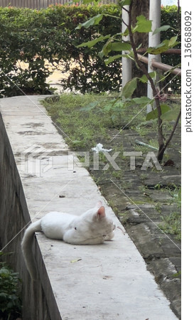 Charming and chubby cat playfully exploring the outdoors, with fluffy fur and a curious expression. Full of energy and joy, perfect for cat lovers who enjoy watching playful, happy moments! 136688092