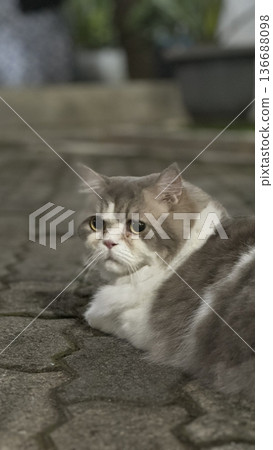 Charming and chubby cat playfully exploring the outdoors, with fluffy fur and a curious expression. Full of energy and joy, perfect for cat lovers who enjoy watching playful, happy moments! Charming and chubby cat playfully exploring the outdoors, with fluffy fur and a curious expression. Full of energy and joy, perfect for cat lovers who enjoy watching playful, happy moments! 136688098
