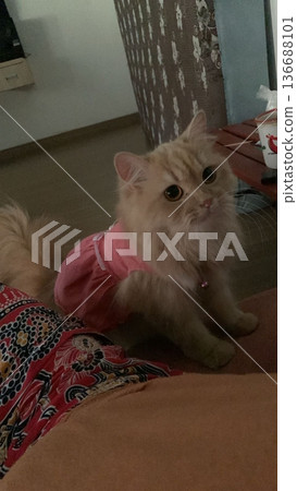Charming and chubby cat playfully exploring the outdoors, with fluffy fur and a curious expression. Full of energy and joy, perfect for cat lovers who enjoy watching playful, happy moments! Charming and chubby cat playfully exploring the outdoors, with fluffy fur and a curious expression. Full of energy and joy, perfect for cat lovers who enjoy watching playful, happy moments! 136688101