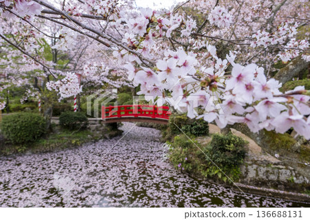 宇吹公園（倉吉市）的櫻花景色 136688131