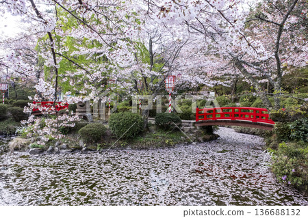 宇吹公園（倉吉市）的櫻花景色 136688132