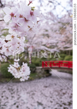 Sakura scenery of Utsubuki Park (Kurayoshi City) Sakura scenery of Utsubuki Park (Kurayoshi City) 136688133
