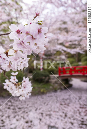 Sakura scenery of Utsubuki Park (Kurayoshi City) Sakura scenery of Utsubuki Park (Kurayoshi City) 136688134