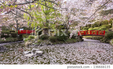 宇吹公園（倉吉市）的櫻花景色 136688135