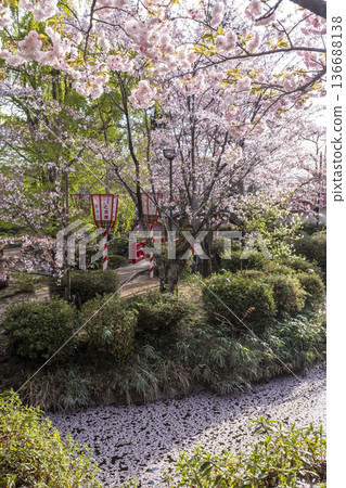 Sakura scenery of Utsubuki Park (Kurayoshi City) Sakura scenery of Utsubuki Park (Kurayoshi City) 136688138