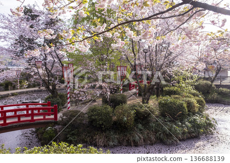 宇吹公園（倉吉市）的櫻花景色 136688139