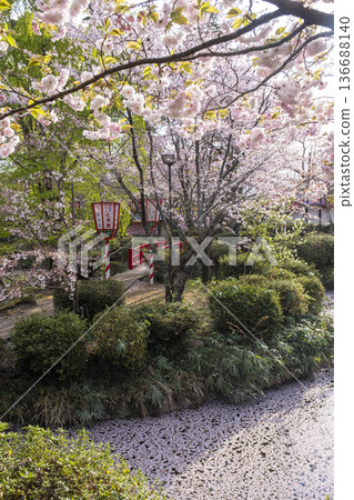 宇吹公園（倉吉市）的櫻花景色 136688140