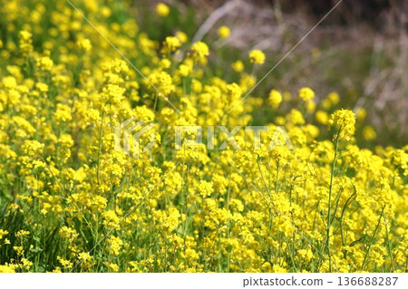 Spring rape blossoms 136688287