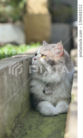 Charming and chubby cat playfully exploring the outdoors, with fluffy fur and a curious expression. Full of energy and joy, perfect for cat lovers who enjoy watching playful, happy moments! 136688312
