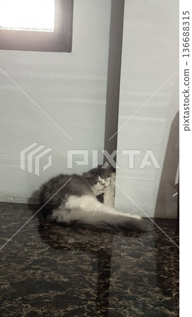 Charming and chubby cat playfully exploring the outdoors, with fluffy fur and a curious expression. Full of energy and joy, perfect for cat lovers who enjoy watching playful, happy moments! Charming and chubby cat playfully exploring the outdoors, with fluffy fur and a curious expression. Full of energy and joy, perfect for cat lovers who enjoy watching playful, happy moments! 136688315