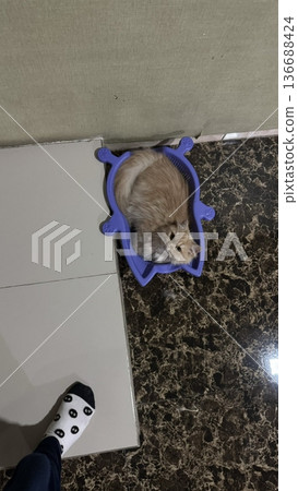 Charming and chubby cat playfully exploring the outdoors, with fluffy fur and a curious expression. Full of energy and joy, perfect for cat lovers who enjoy watching playful, happy moments! 136688424