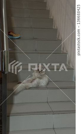 Charming and chubby cat playfully exploring the outdoors, with fluffy fur and a curious expression. Full of energy and joy, perfect for cat lovers who enjoy watching playful, happy moments! 136688425