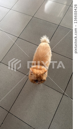 Charming and chubby cat playfully exploring the outdoors, with fluffy fur and a curious expression. Full of energy and joy, perfect for cat lovers who enjoy watching playful, happy moments! Charming and chubby cat playfully exploring the outdoors, with fluffy fur and a curious expression. Full of energy and joy, perfect for cat lovers who enjoy watching playful, happy moments! 136688426