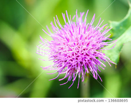 Bright purple thistle Bright purple thistle 136688695